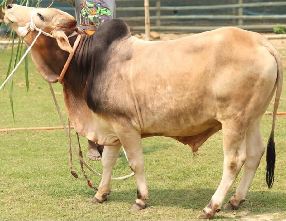 খামারের ষাঁড়র নমুনা