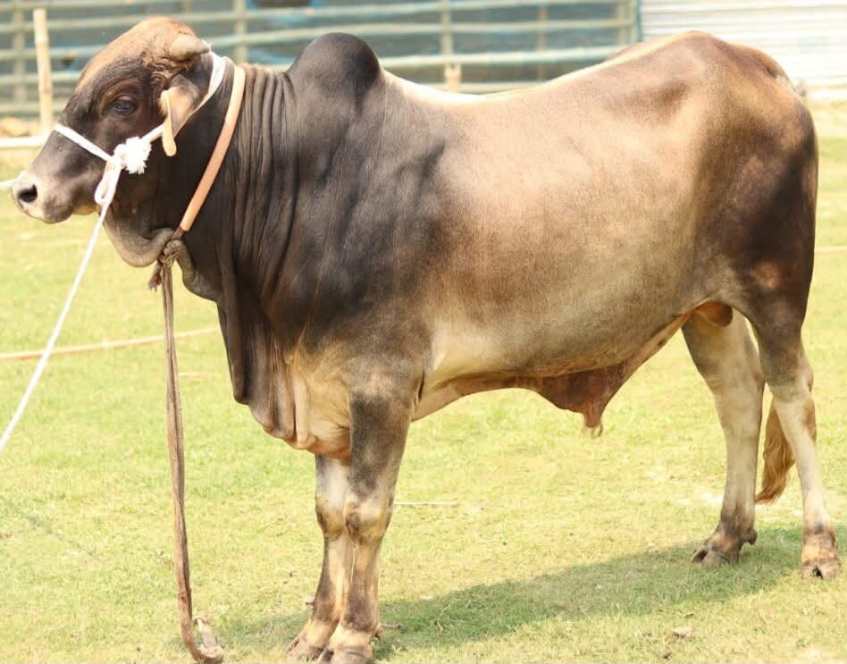 খামারের ষাঁড়র নমুনা