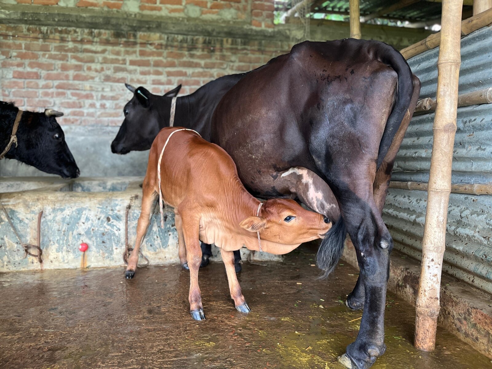 গাভী ও বাছুরর নমুনা